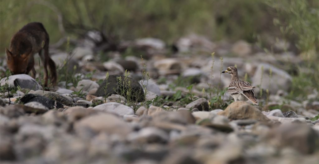 Occhioni e la legge della natura